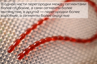 Nano worm (мотыль) 86-90-36-6